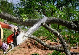 How Our Tree Care Process Works  in  Inverness, CA