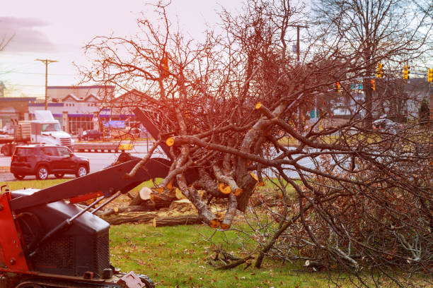 Reliable Inverness, CA Tree Care Solutions